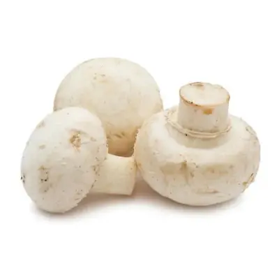 Polish White Mushroom